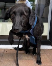COCO, Hund, Mischlingshund in Münster - Bild 3