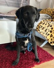 COCO, Hund, Mischlingshund in Münster - Bild 4