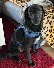 COCO, Hund, Mischlingshund in Münster - Bild 5