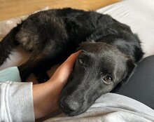 COCO, Hund, Mischlingshund in Münster - Bild 6