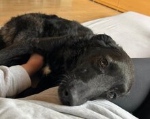 COCO, Hund, Mischlingshund in Münster - Bild 7