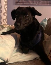 COCO, Hund, Mischlingshund in Münster - Bild 8