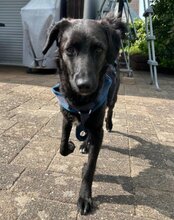 COCO, Hund, Mischlingshund in Münster - Bild 9