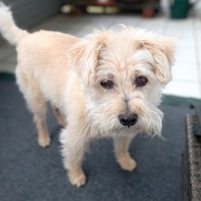 CHICCO, Hund, Yorkshire Terrier in Ühlingen-Birkendorf - Bild 1