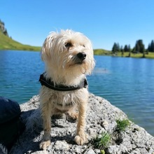 CHICCO, Hund, Yorkshire Terrier in Ühlingen-Birkendorf - Bild 2