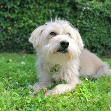 CHICCO, Hund, Yorkshire Terrier in Ühlingen-Birkendorf - Bild 3
