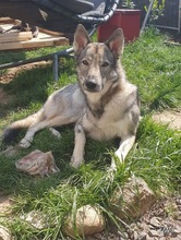 ODIN, Hund, Tschechoslowakischer Wolfshund in Ettersburg - Bild 1