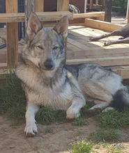 ODIN, Hund, Tschechoslowakischer Wolfshund in Ettersburg - Bild 2