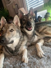 ODIN, Hund, Tschechoslowakischer Wolfshund in Ettersburg - Bild 3