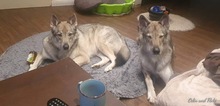 ODIN, Hund, Tschechoslowakischer Wolfshund in Ettersburg - Bild 4