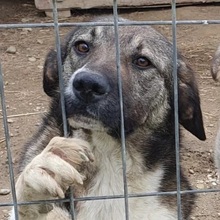 ENYA, Hund, Mischlingshund in Rumänien - Bild 1