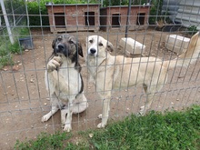 ENYA, Hund, Mischlingshund in Rumänien - Bild 2