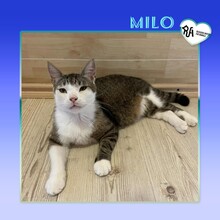MILO, Katze, Hauskatze in Bulgarien - Bild 1