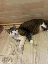 MILO, Katze, Hauskatze in Bulgarien - Bild 2