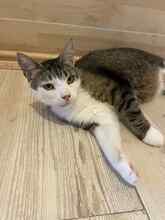 MILO, Katze, Hauskatze in Bulgarien - Bild 3