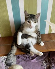 MILO, Katze, Hauskatze in Bulgarien - Bild 4