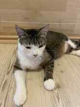 MILO, Katze, Hauskatze in Bulgarien - Bild 5