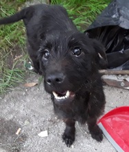 OMBRA, Hund, Mischlingshund in Italien - Bild 1