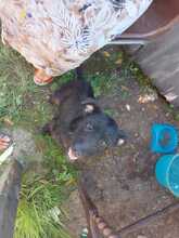 OMBRA, Hund, Mischlingshund in Italien - Bild 2