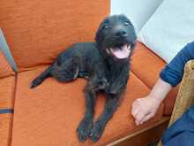 OMBRA, Hund, Mischlingshund in Italien - Bild 3