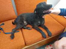 OMBRA, Hund, Mischlingshund in Italien - Bild 4