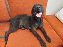 OMBRA, Hund, Mischlingshund in Italien - Bild 5