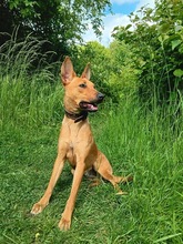 VESTA, Hund, Mischlingshund in Göttingen - Bild 2