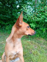 VESTA, Hund, Mischlingshund in Göttingen - Bild 3