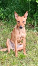 VESTA, Hund, Mischlingshund in Göttingen - Bild 4