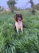CHESTER, Hund, Kleiner Münsterländer in Polen - Bild 1