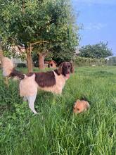 CHESTER, Hund, Kleiner Münsterländer in Polen - Bild 2