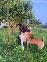 CHESTER, Hund, Kleiner Münsterländer in Polen - Bild 3