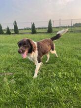 CHESTER, Hund, Kleiner Münsterländer in Polen - Bild 4