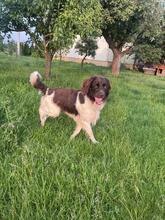 CHESTER, Hund, Kleiner Münsterländer in Polen - Bild 5
