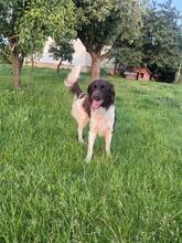 CHESTER, Hund, Kleiner Münsterländer in Polen - Bild 6