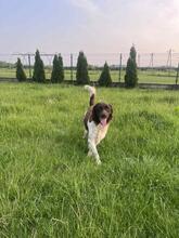 CHESTER, Hund, Kleiner Münsterländer in Polen - Bild 7