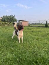 CHESTER, Hund, Kleiner Münsterländer in Polen - Bild 8