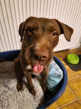 FRAPPE, Hund, Mischlingshund in Peine - Bild 1