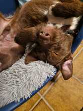 FRAPPE, Hund, Mischlingshund in Peine - Bild 2