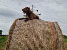 FRAPPE, Hund, Mischlingshund in Peine - Bild 3