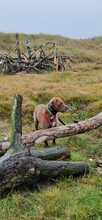FRAPPE, Hund, Mischlingshund in Peine - Bild 4
