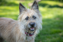 PITTI, Hund, Mischlingshund in Grethem - Bild 2