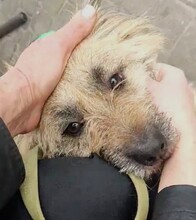 PITTI, Hund, Mischlingshund in Grethem - Bild 4