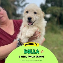 BOLLA, Hund, Mischlingshund in Italien - Bild 1