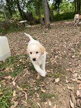 BOLLA, Hund, Mischlingshund in Italien - Bild 2