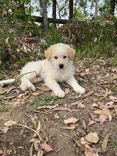 BOLLA, Hund, Mischlingshund in Italien - Bild 3