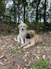 BOLLA, Hund, Mischlingshund in Italien - Bild 4