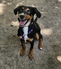 PINO, Hund, Mischlingshund in Hagen - Bild 1