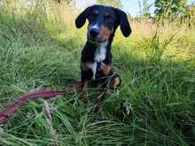 PINO, Hund, Mischlingshund in Hagen - Bild 2