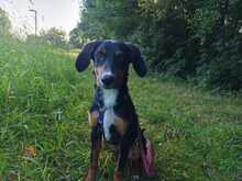 PINO, Hund, Mischlingshund in Hagen - Bild 3